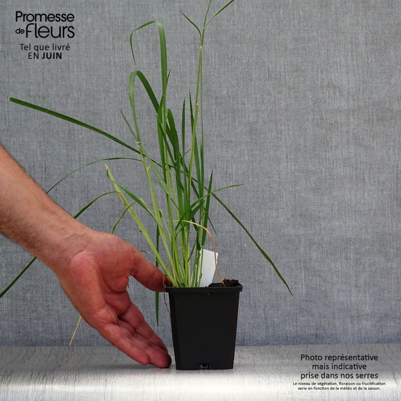 Esimerkki kesällä toimitetusta Sulkahirssi - Pennisetum macrourum Taimiruukku 8/9 cm-taimesta