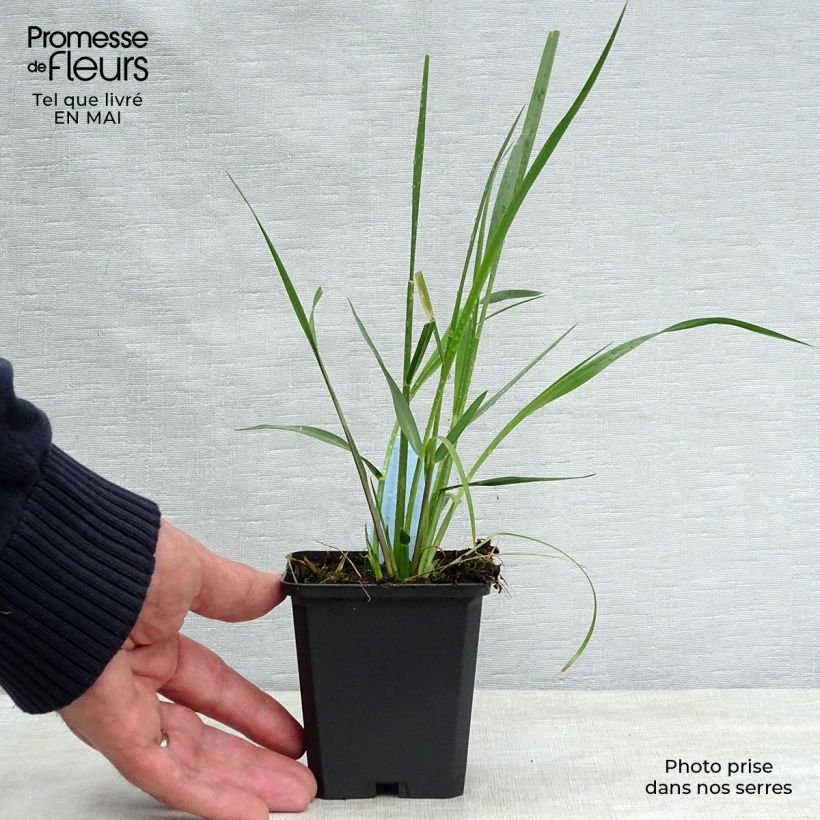 Example of Sulkahirssi - Pennisetum macrourum Godet de 8/9 cm as you get in printemps