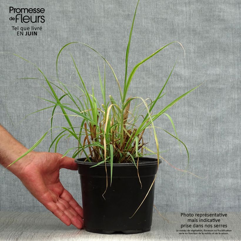 Esimerkki kesällä toimitetusta Idänsulkahirssi - Pennisetum orientale Ruukku 2L / 3L-taimesta