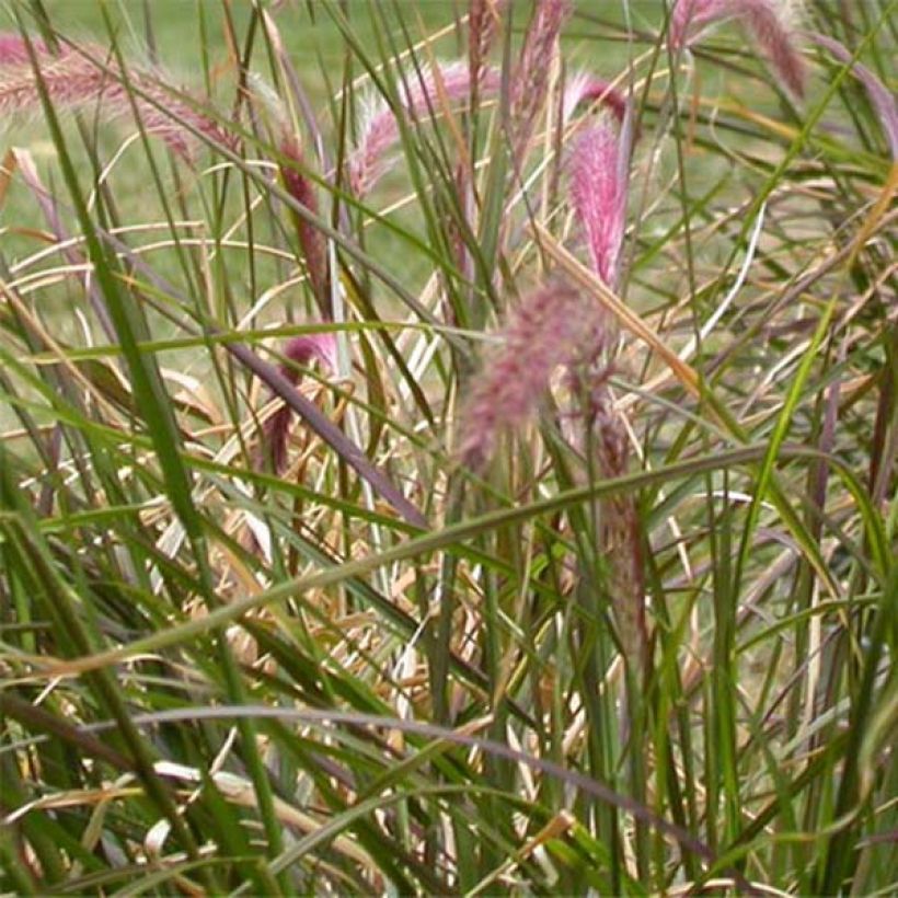 Arabiansulkahirssi - Pennisetum setaceum (Lehvistö)