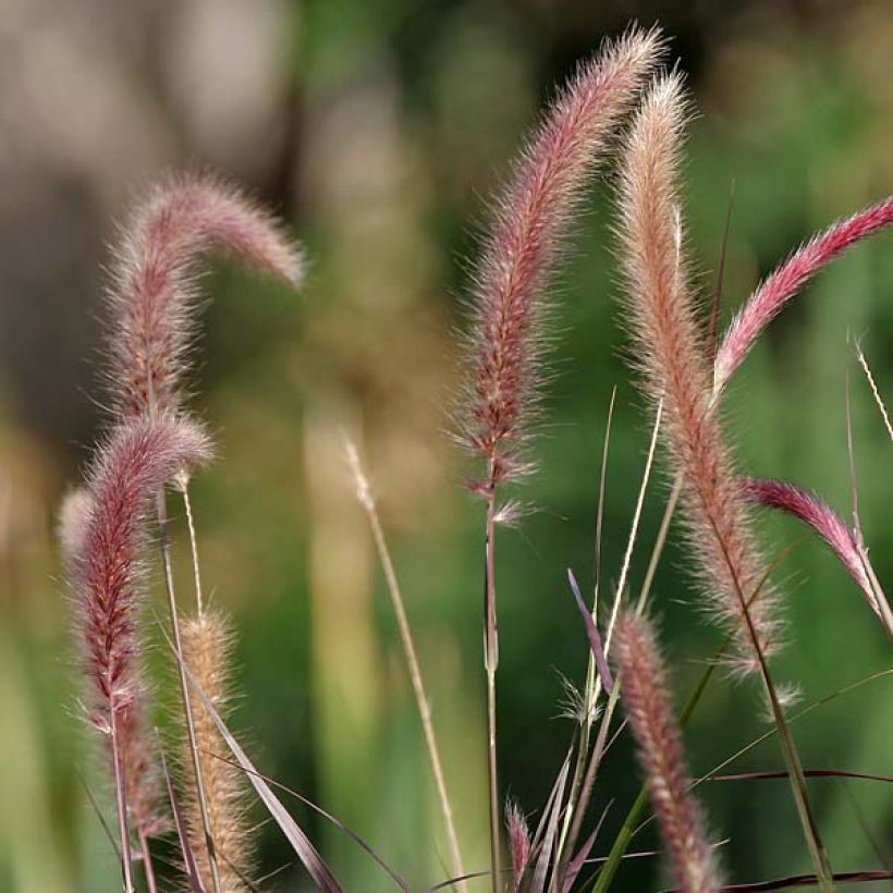 Arabiansulkahirssi - Pennisetum setaceum (Kukinta)