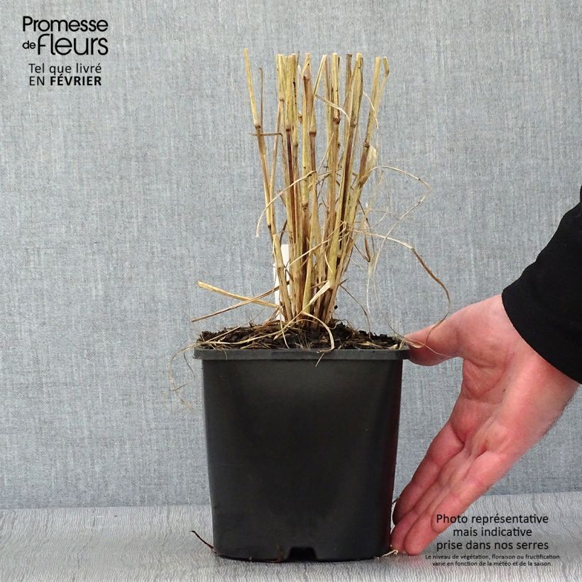 Esimerkki talvella toimitetusta Arabiansulkahirssi Firework Pot de 2L/3L-taimesta