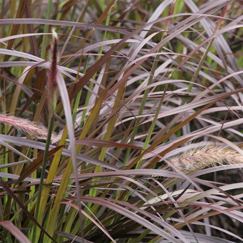 Arabiansulkahirssi Rubrum (Foliage)
