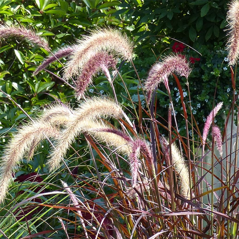 Arabiansulkahirssi Rubrum (Flowering)