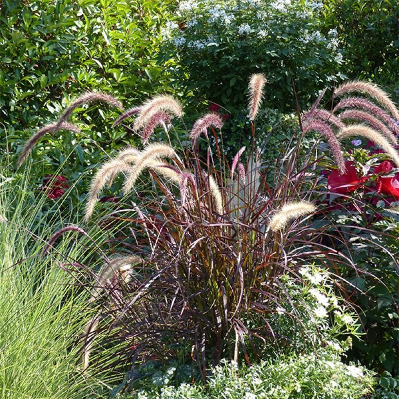 Arabiansulkahirssi Rubrum (Plant habit)