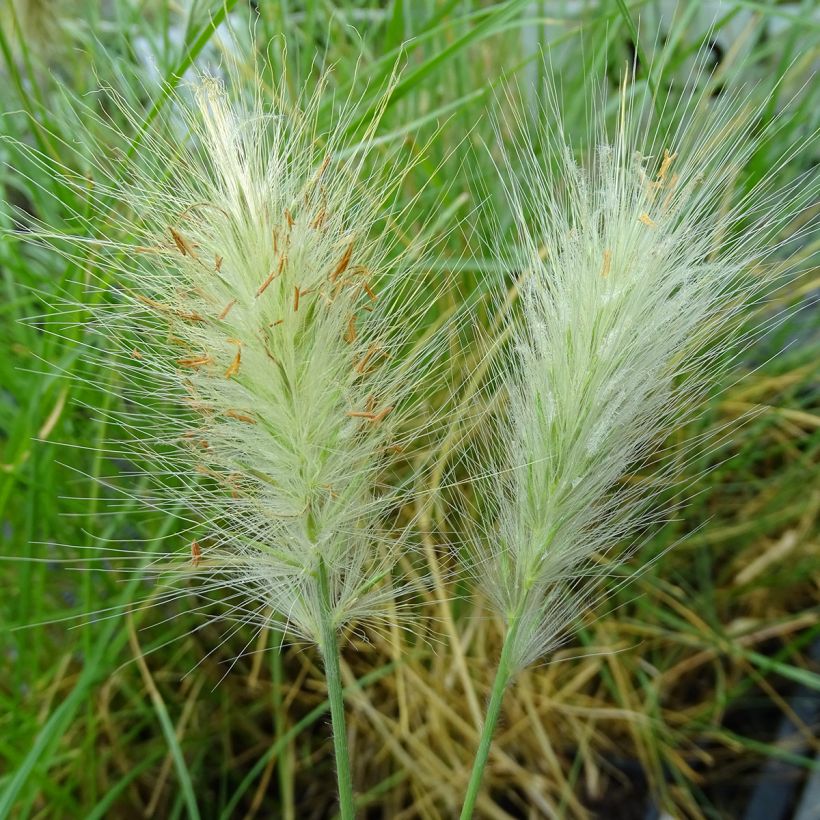 Untuvasulkahirssi - Pennisetum villosum (Kukinta)