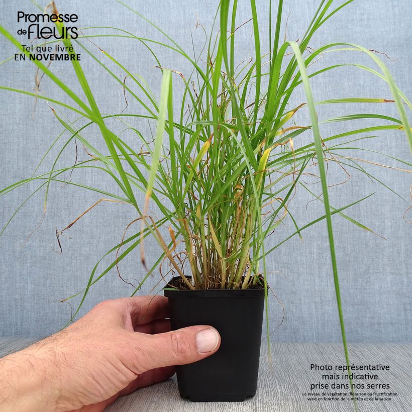 Esimerkki syksyllä toimitetusta Untuvasulkahirssi - Pennisetum villosum 8/9 cm taimiruukku-taimesta