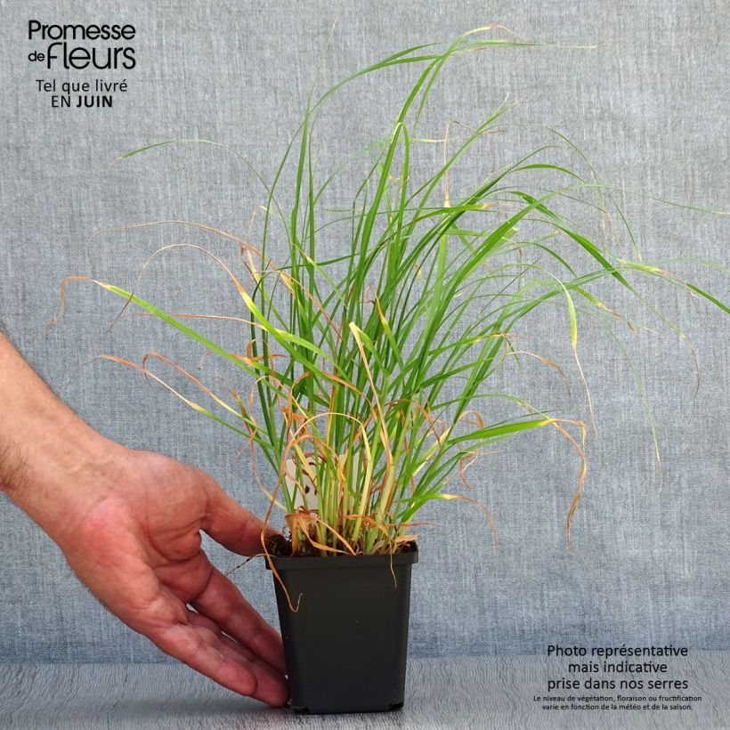 Esimerkki kesällä toimitetusta Untuvasulkahirssi - Pennisetum villosum Taimiruukku 8/9 cm-taimesta