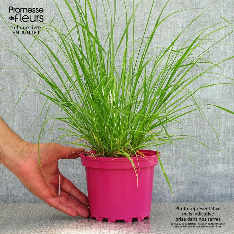 Esimerkki kesällä toimitetusta Untuvasulkahirssi - Pennisetum villosum Ruukku 2L / 3L-taimesta