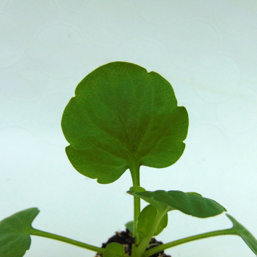 Tarhaorvokki BIG VIOLET WHITE (Lehvistö)