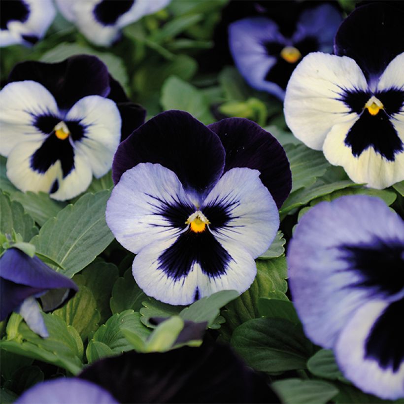 Tarhaorvokki BIG VIOLET WHITE (Kukinta)