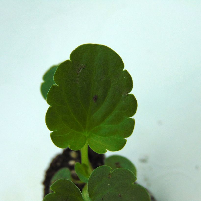 Tarhaorvokki Inspire F1 Orange with Blotch (Lehvistö)