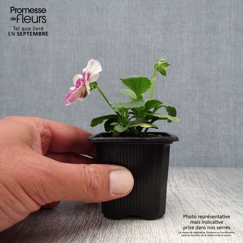 Esimerkki syksyllä toimitetusta Tarhaorvokki F1 Carrera Rose Blotch 7/8 cm taimiruukku-taimesta