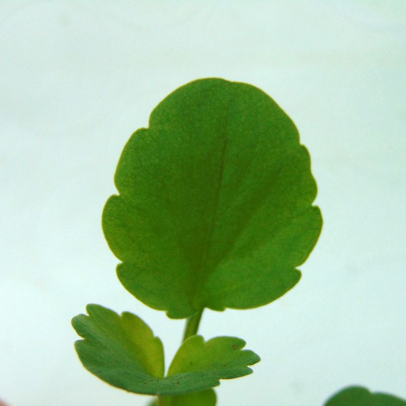Tarhaorvokki Matrix F1 Cassis (Lehvistö)