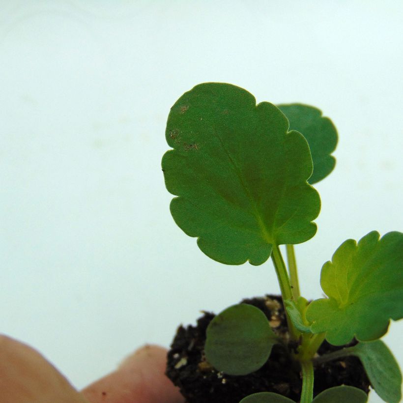 Tarhaorvokki Matrix F1 Yellow Blotch (Lehvistö)