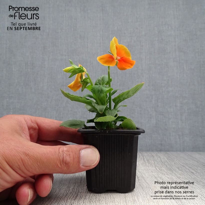 Esimerkki syksyllä toimitetusta Tarhaorvokki Matrix F1 Orange Deep 7/8 cm taimiruukku-taimesta