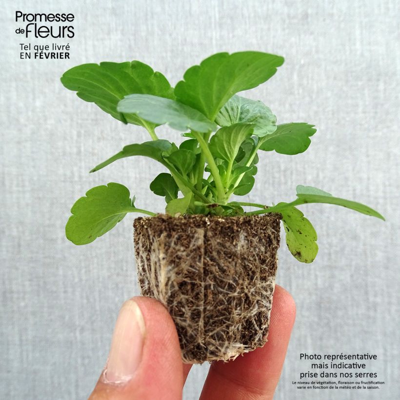 Esimerkki syksyllä toimitetusta Tarhaorvokki F1 Carrera Lemon Jardimotte: 3,8 cm x 3,2 cm paakku 16 kpl:n kasvatusalustassa-taimesta
