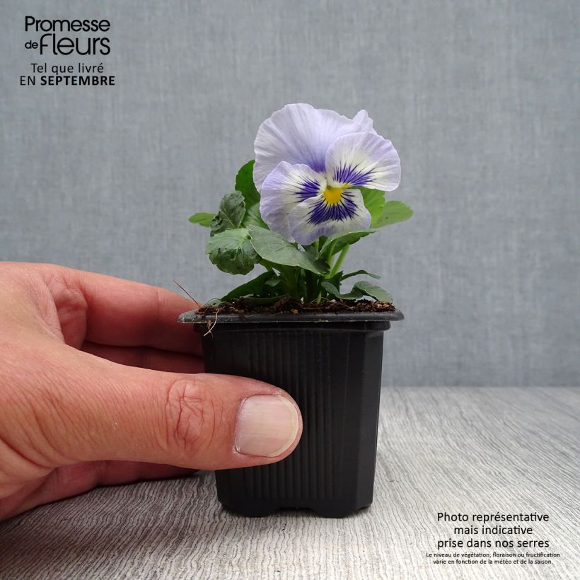 Esimerkki syksyllä toimitetusta Tarhaorvokki Prim'Up Ocean Mix 7/8 cm taimiruukku-taimesta