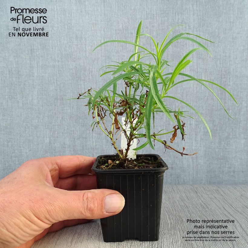 Esimerkki syksyllä toimitetusta Pipo Evelyn 8/9 cm taimiruukku-taimesta