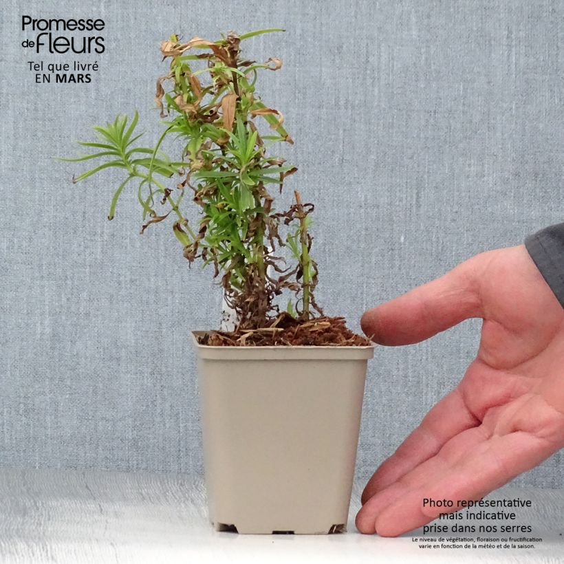 Esimerkki keväällä toimitetusta Pipo Harlequin Magenta Pot de 2L/3L-taimesta