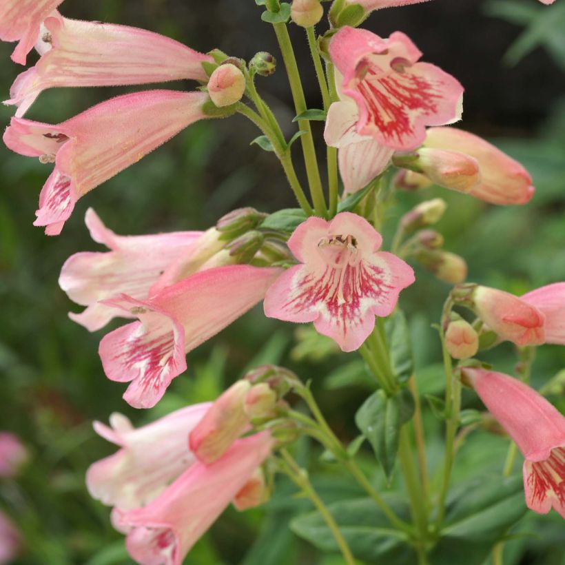 Pipo Hewell Pink Bedder (Kukinta)