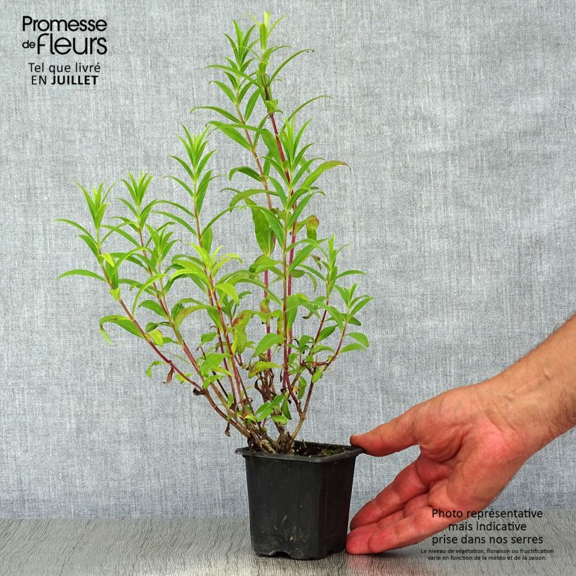 Esimerkki kesällä toimitetusta Pipo Hewell Pink Bedder Godet de 8/9 cm-taimesta