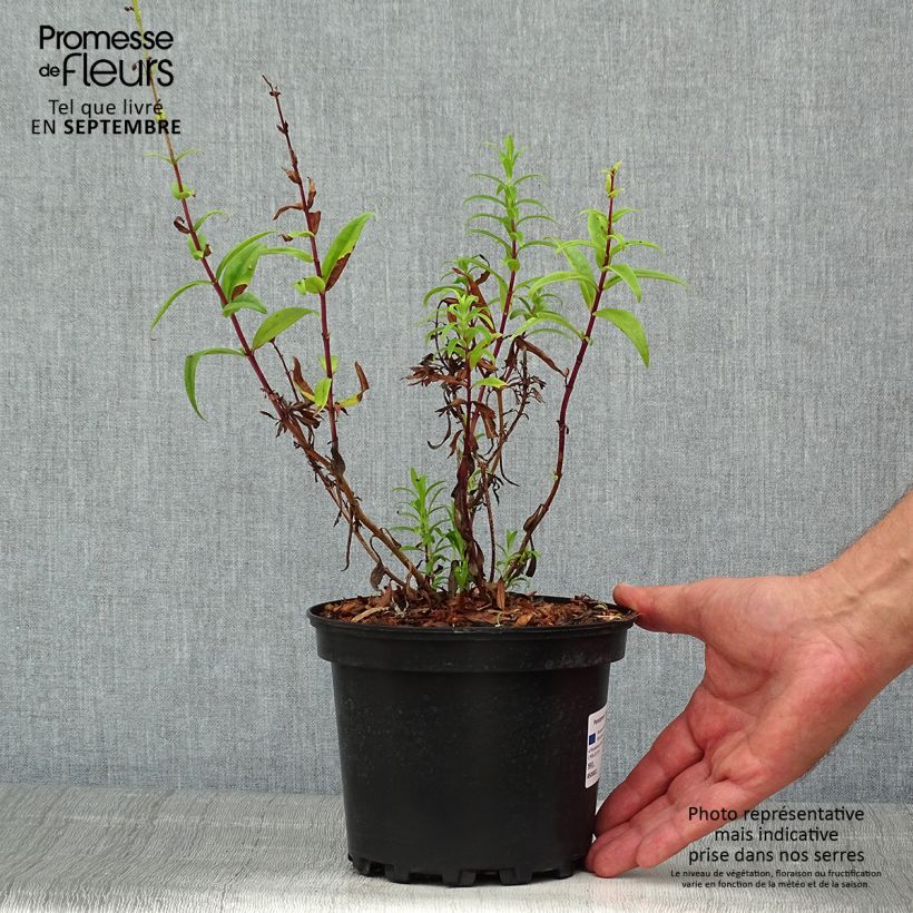 Esimerkki kesällä toimitetusta Pipo Hewell Pink Bedder Pot de 2L/3L-taimesta