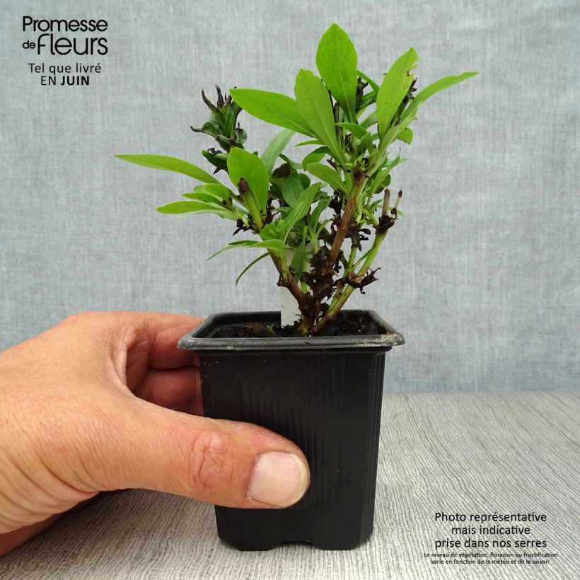Esimerkki kesällä toimitetusta Pipo Pensham Laura Godet de 8/9 cm-taimesta