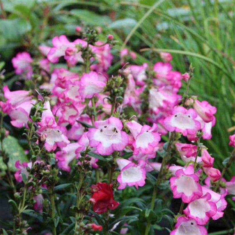 Pipo Polaris Rose (Kukinta)
