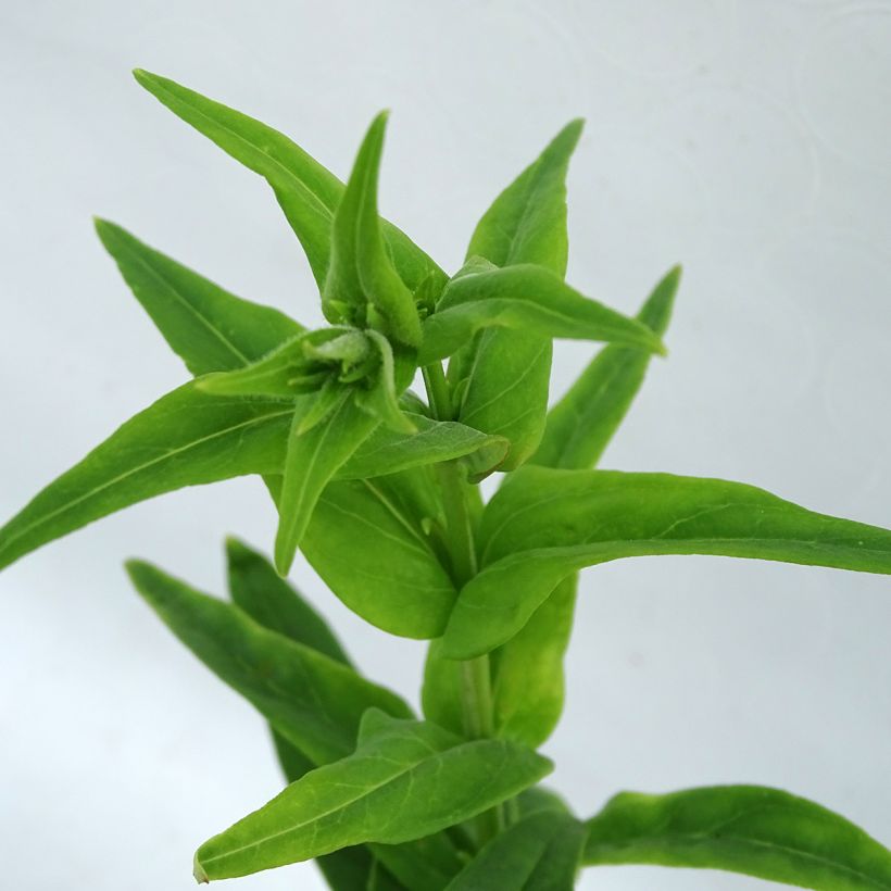 Pipo Polaris Rose (Lehvistö)