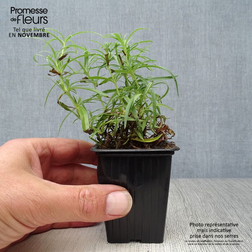 Esimerkki syksyllä toimitetusta Pipo Polaris Rose 7/8 cm taimiruukku-taimesta
