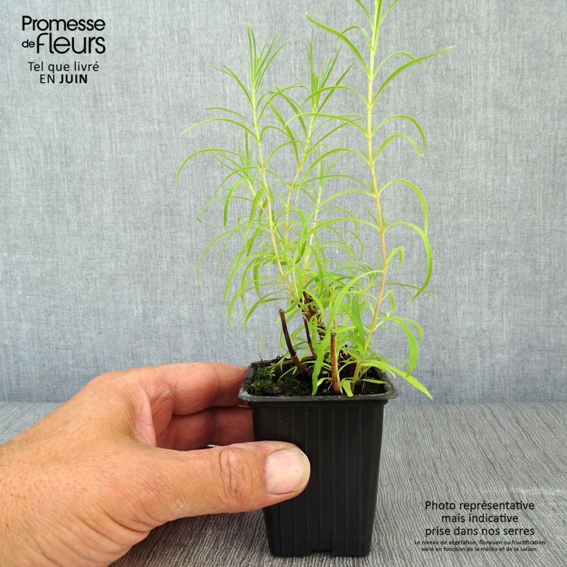 Esimerkki kesällä toimitetusta Pipo Polaris Rose Godet de 7/8 cm-taimesta