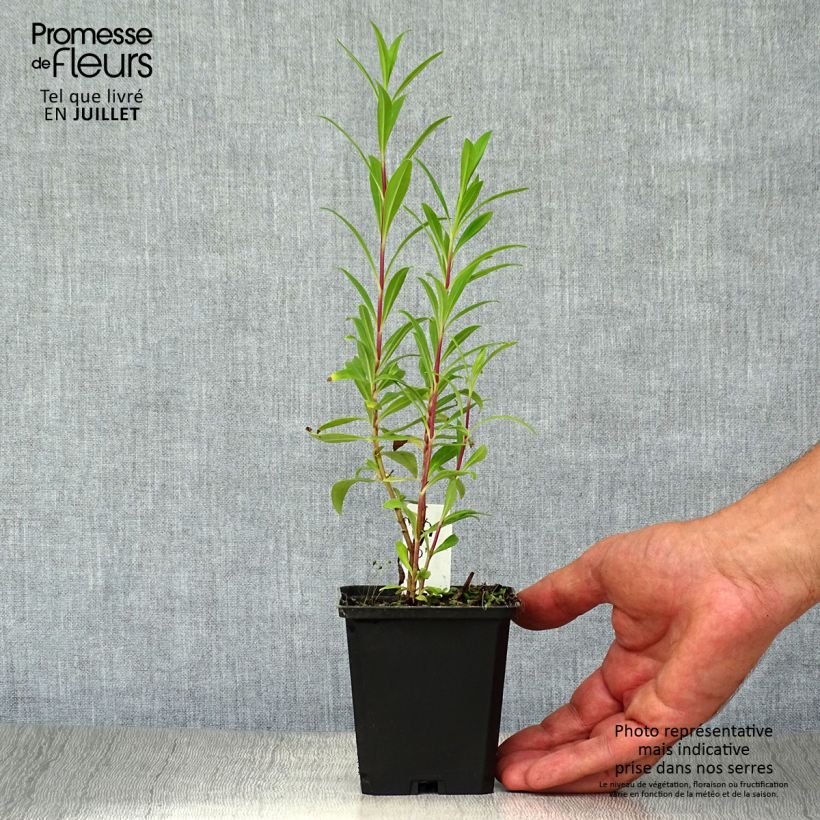 Esimerkki kesällä toimitetusta Pipo Purple Passion Godet de 8/9 cm-taimesta