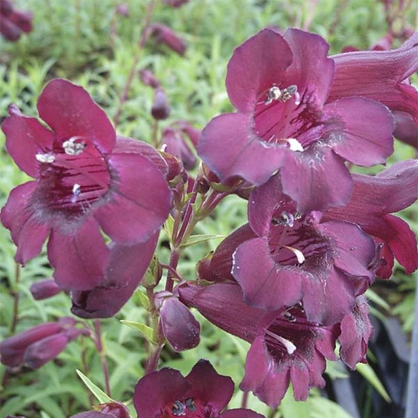 Pipo Rich Ruby (Kukinta)