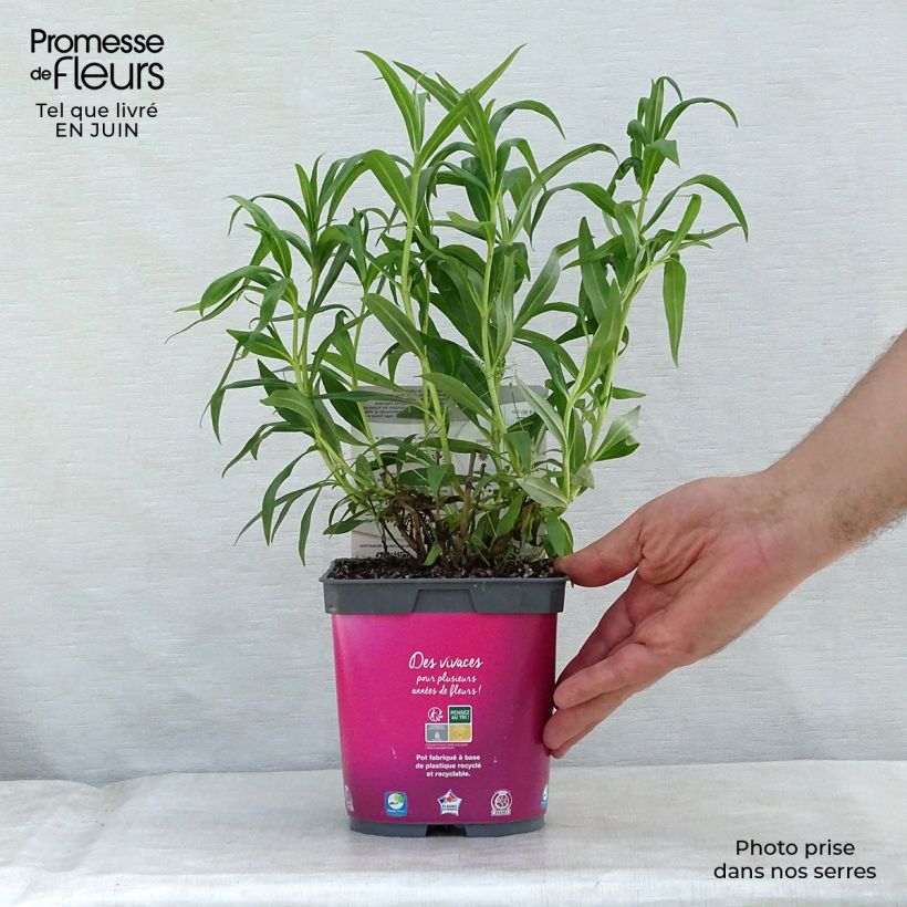 Esimerkki kesällä toimitetusta Pipo Souvenir d'Adrien Régnier Pot de 2L/3L-taimesta