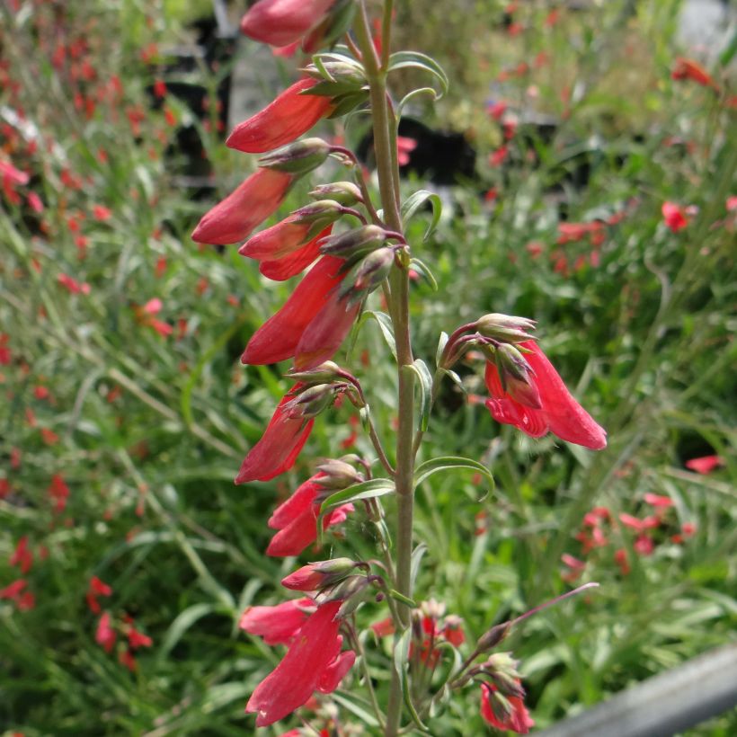 Punapipo Coccineus (Kukinta)