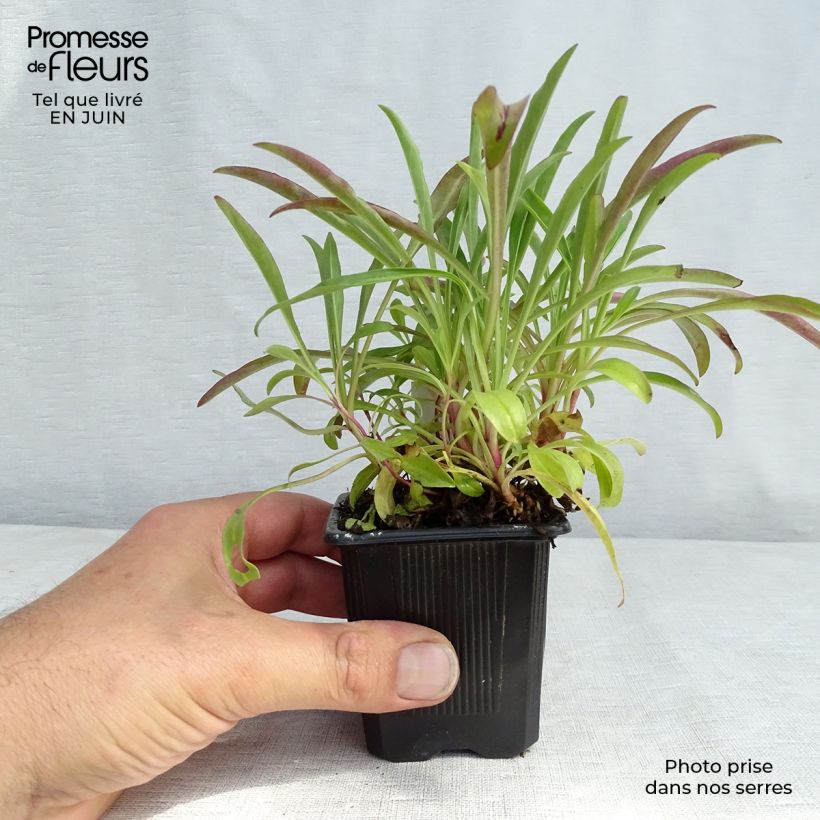 Esimerkki kesällä toimitetusta Punapipo Coccineus Godet de 8/9 cm-taimesta