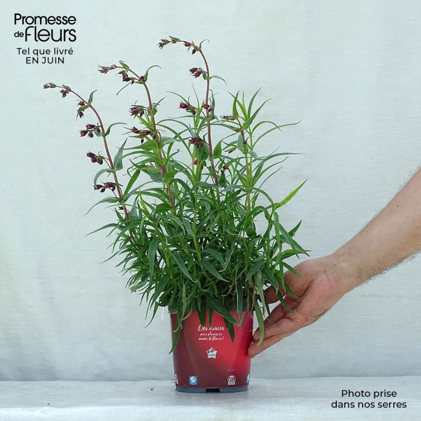 Esimerkki kesällä toimitetusta Punapipo Coccineus Pot de 2L/3L-taimesta