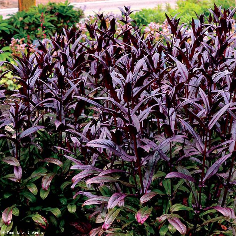 Täpläpipo Dakota Burgundy (Lehvistö)