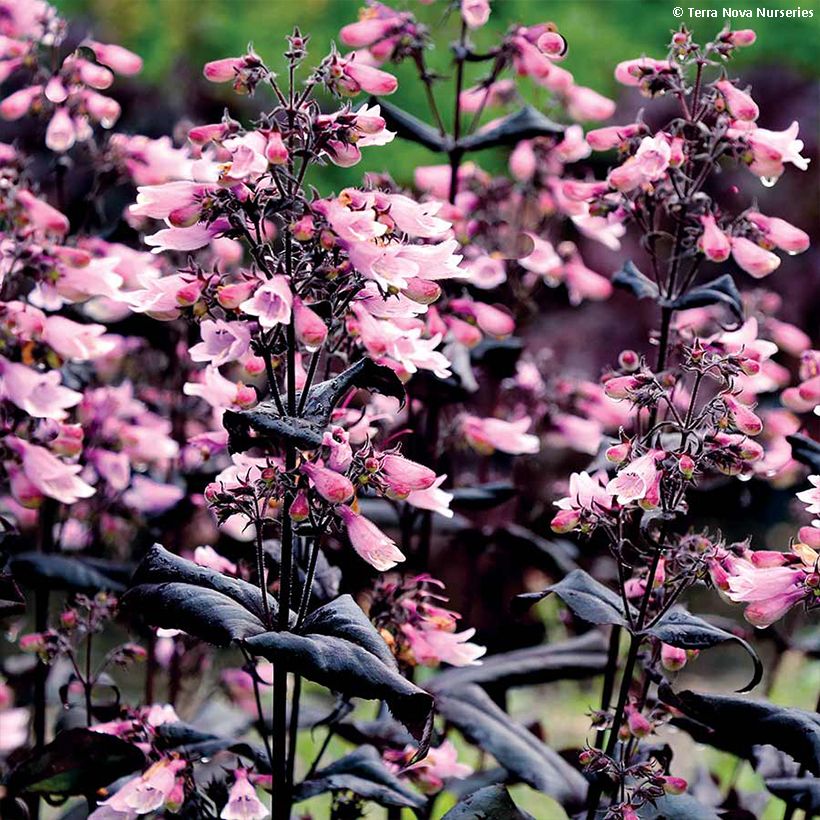 Täpläpipo Dakota Burgundy (Kukinta)