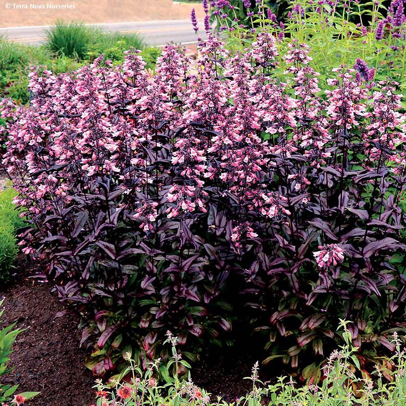 Täpläpipo Dakota Burgundy (Kasvutapa)