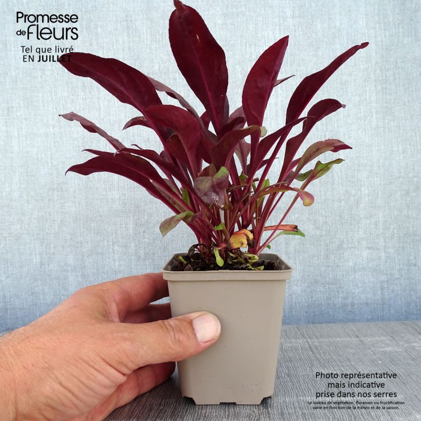 Esimerkki kesällä toimitetusta Täpläpipo Dakota Burgundy Taimiruukku 8/9 cm-taimesta