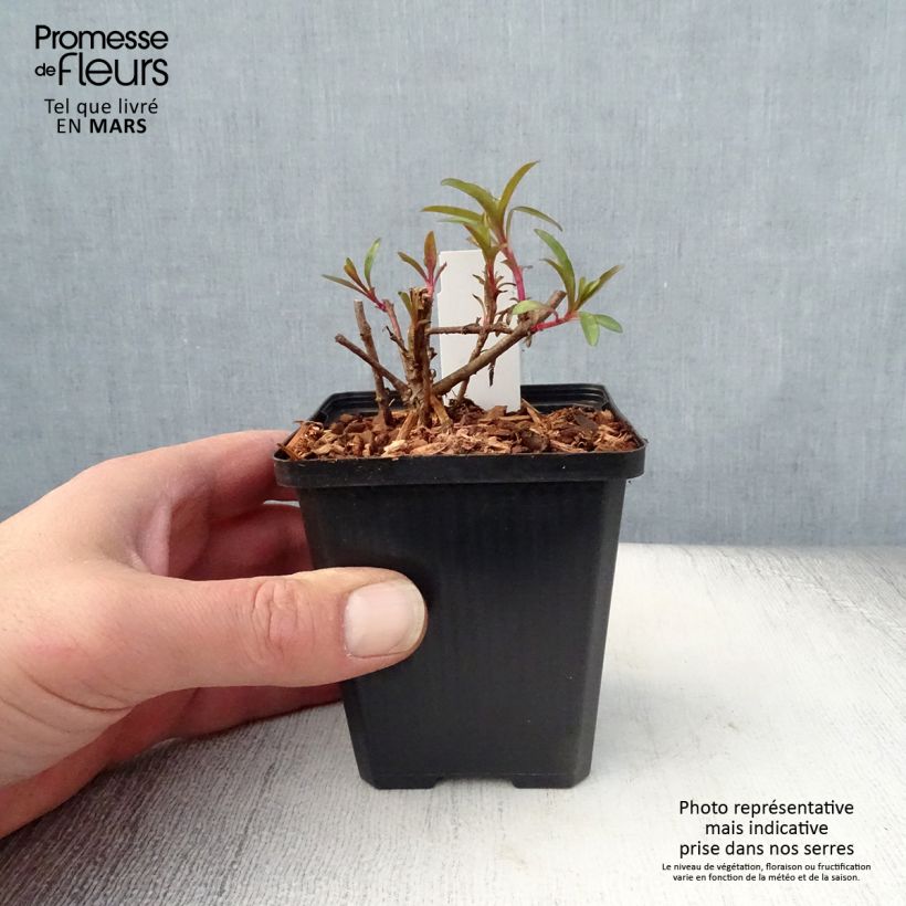 Esimerkki keväällä toimitetusta Pipo - Penstemon glaber Godet de 8/9 cm-taimesta