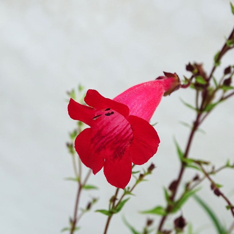 Pipo Schoenholzeri (Kukinta)