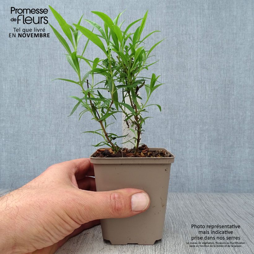 Esimerkki syksyllä toimitetusta Pipo Schoenholzeri 8/9 cm taimiruukku-taimesta