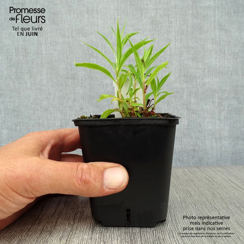 Esimerkki kesällä toimitetusta Pipo Schoenholzeri Godet de 8/9 cm-taimesta