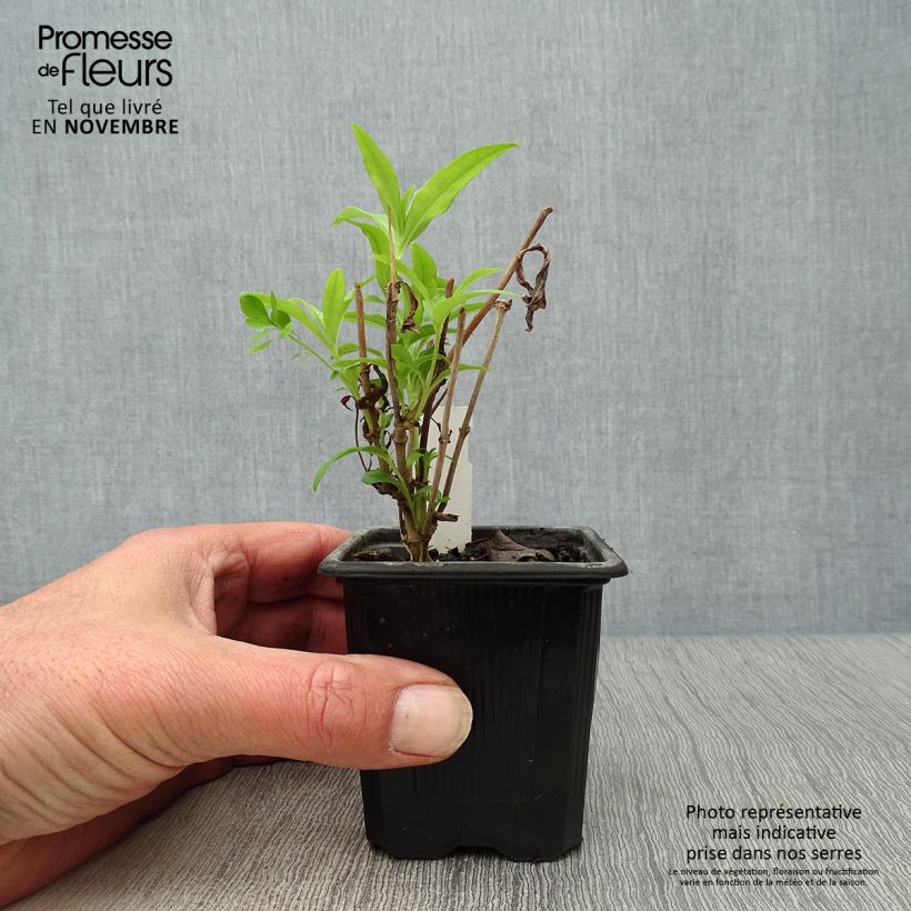 Esimerkki syksyllä toimitetusta Pipo White Bedder 8/9 cm taimiruukku-taimesta