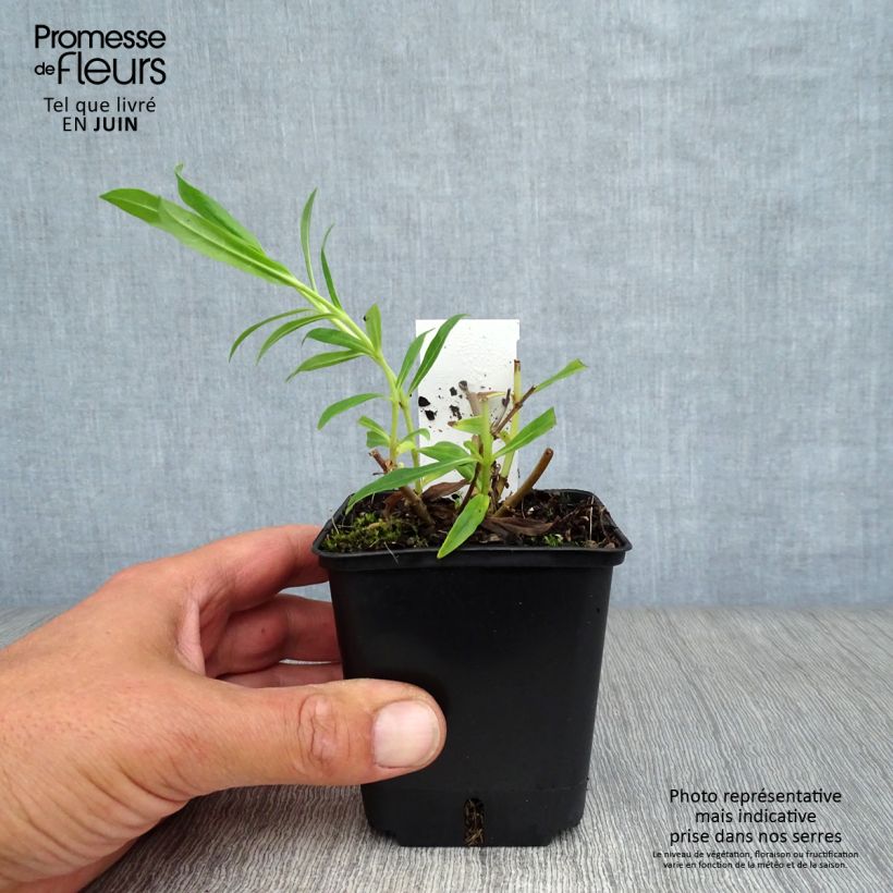 Esimerkki kesällä toimitetusta Pipo White Bedder Taimiruukku 8/9 cm-taimesta