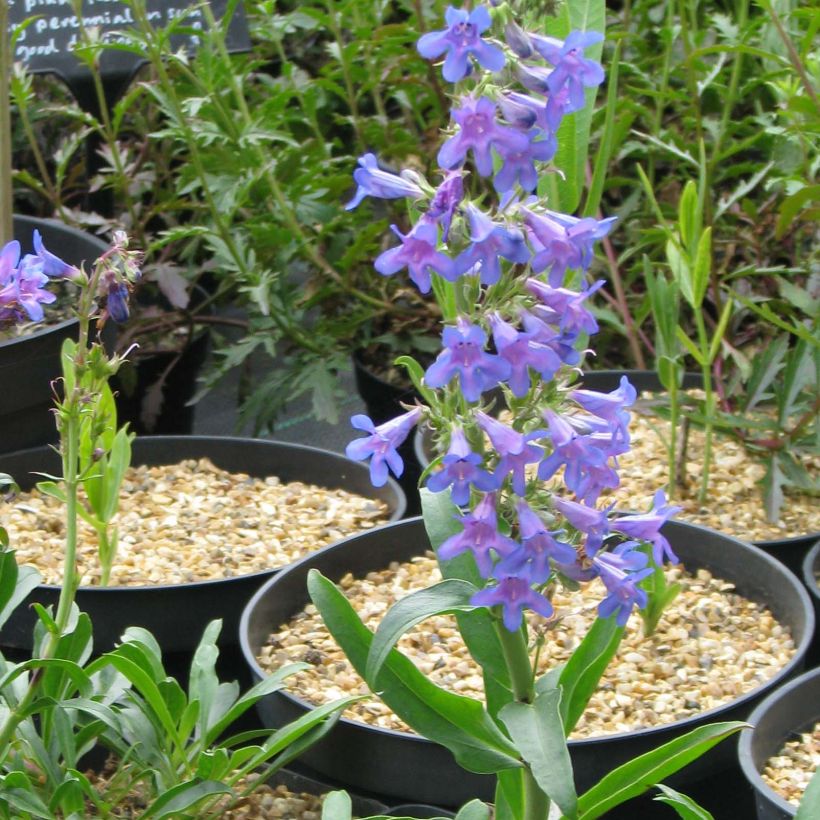 Pipo - Penstemon mensarum (Kukinta)