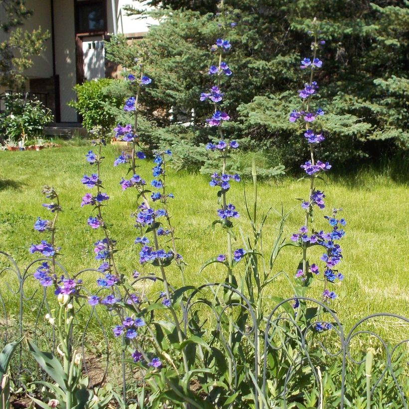 Pipo - Penstemon mensarum (Kasvutapa)
